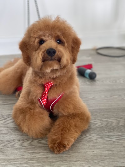 Grooming Van Image