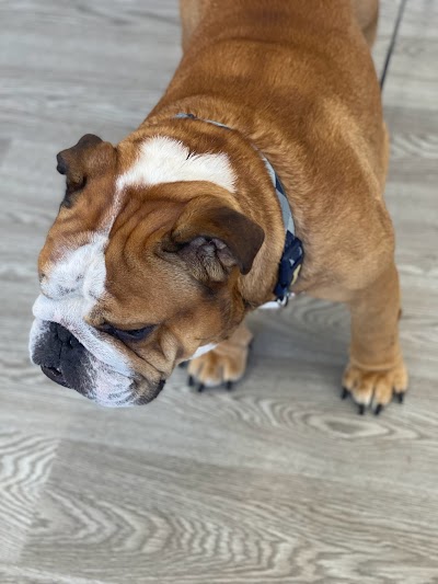 Grooming Van Image