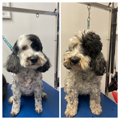 Grooming Van Image