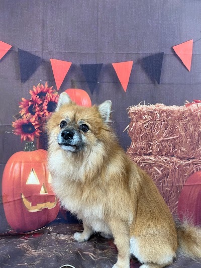 Grooming Van Image