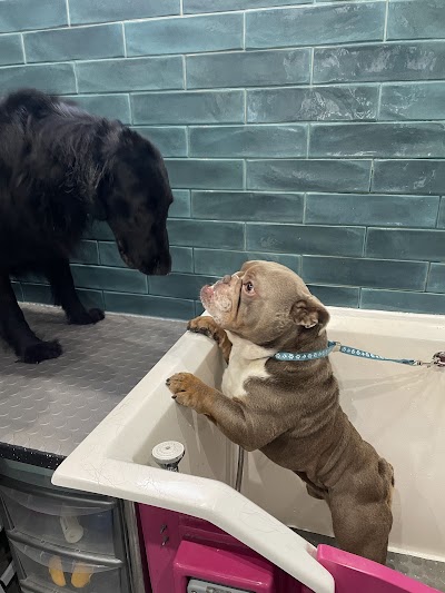 Grooming Van Image