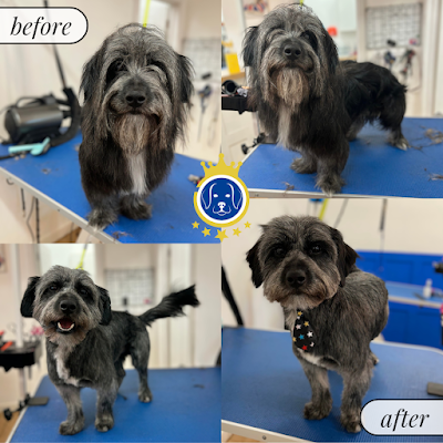 Grooming Van Image