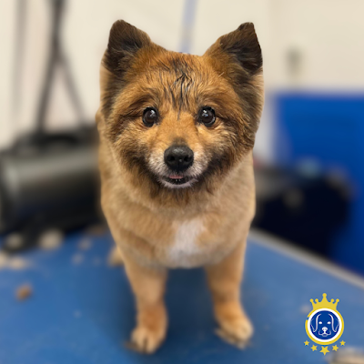 Grooming Van Image
