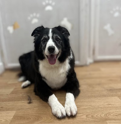 Grooming Van Image