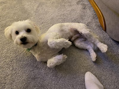 Grooming Van Image