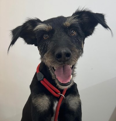 Grooming Van Image