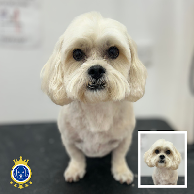 Royals Dog Grooming