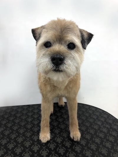 Grooming Van Image