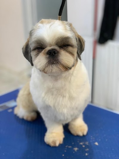 Grooming Van Image