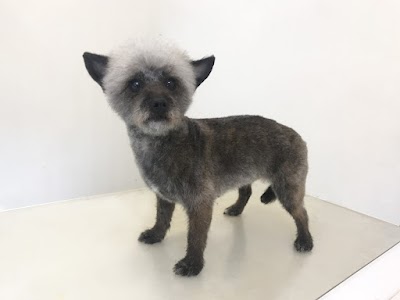 Grooming Van Image