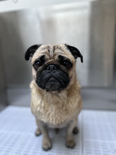 Grooming Van Image
