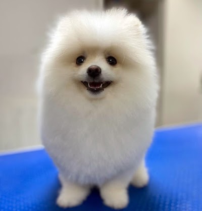 Grooming Van Image