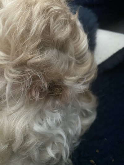 Grooming Van Image