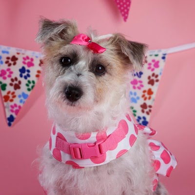 Grooming Van Image