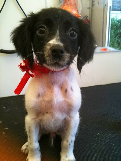 Grooming Van Image