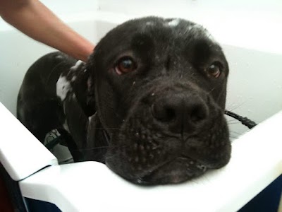 Grooming Van Image