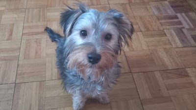 Scruffys Dog Grooming Salon