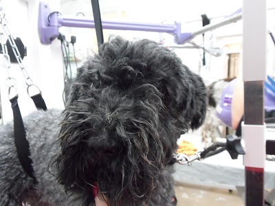 Grooming Van Image