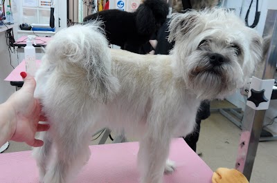 Grooming Van Image