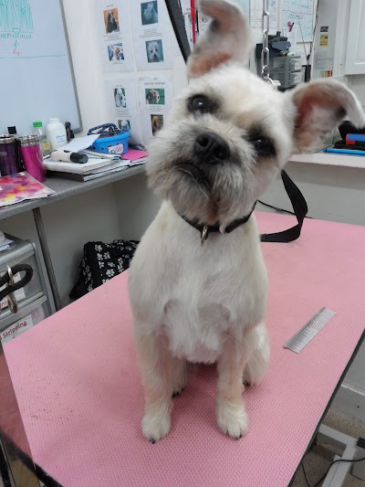 Grooming Van Image