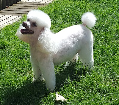 Grooming Van Image