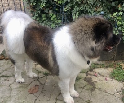 Grooming Van Image