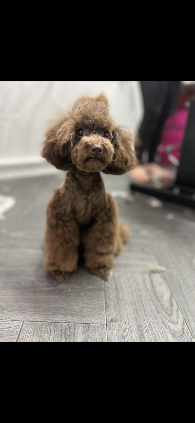 Grooming Van Image