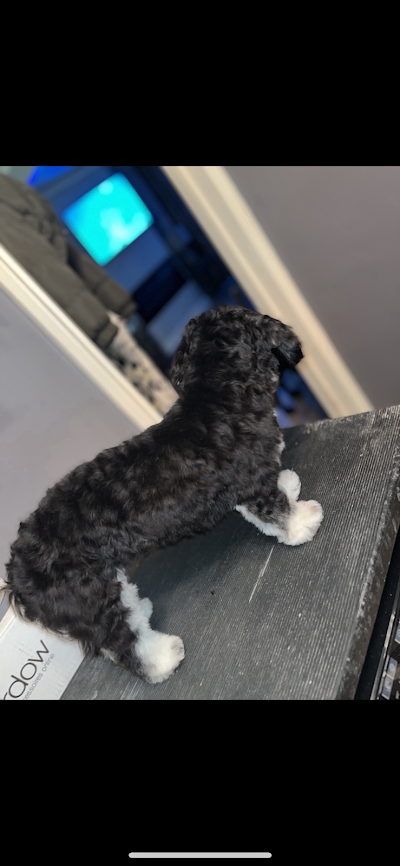 Grooming Van Image