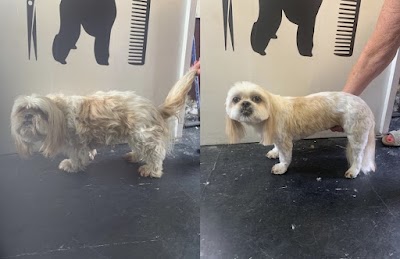 Short Back & Paws
