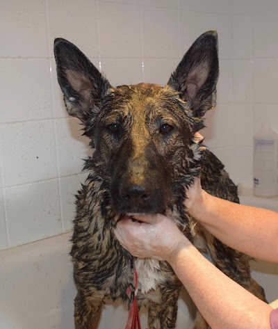 Grooming Van Image