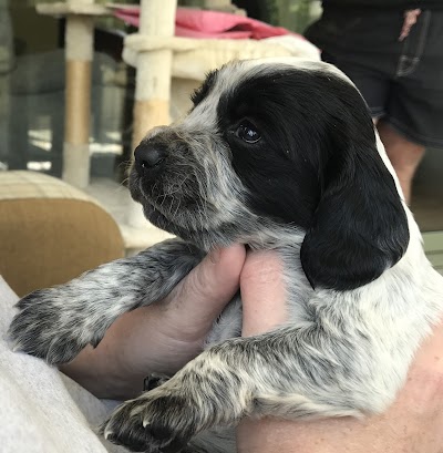 Grooming Van Image