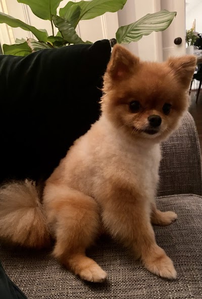 Grooming Van Image