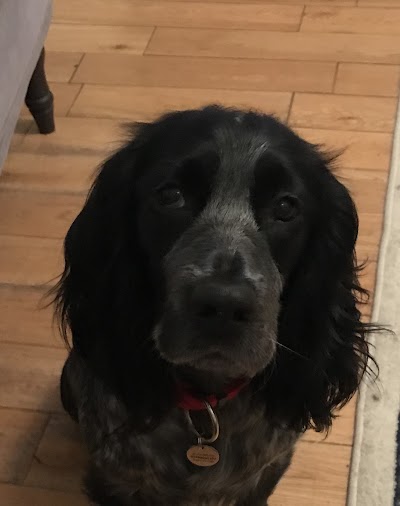 Grooming Van Image