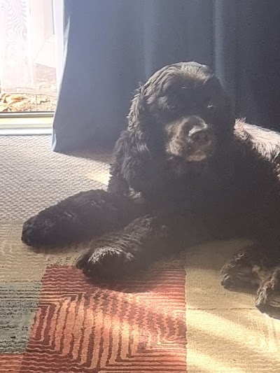 Grooming Van Image