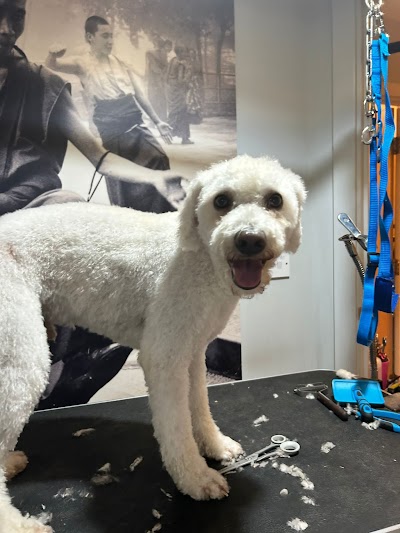 Grooming Van Image