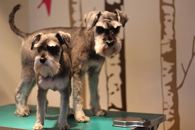 Grooming Van Image