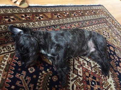 Grooming Van Image