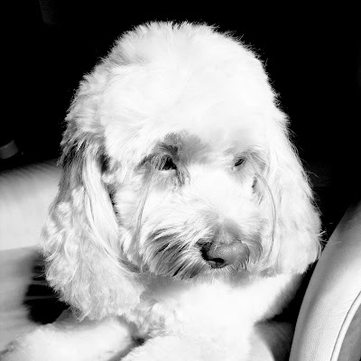 Grooming Van Image