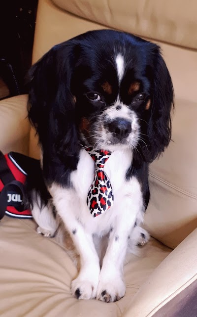 Grooming Van Image