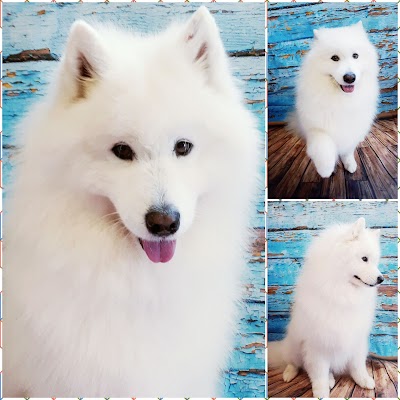 Grooming Van Image