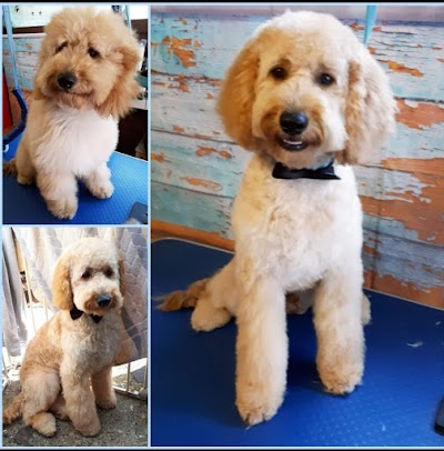 Smart Hound, Pet Groomer, Banstead, Coulsdon & surrounding areas