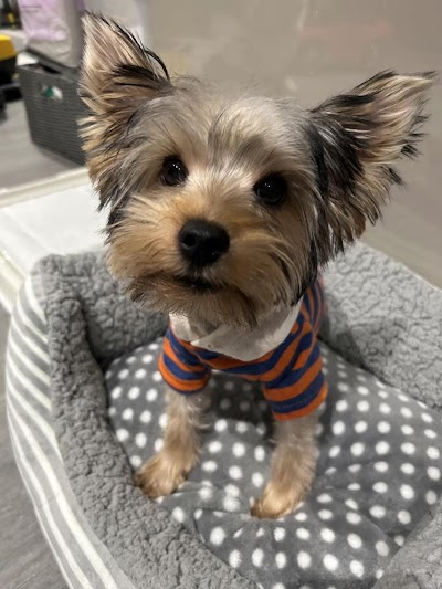 Grooming Van Image