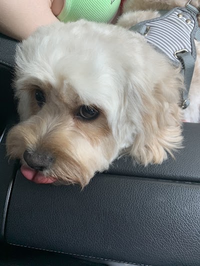 Grooming Van Image