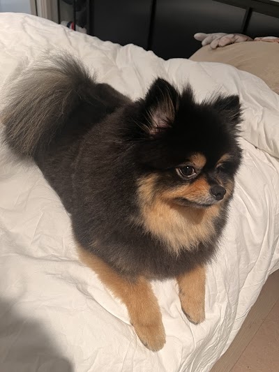 Grooming Van Image