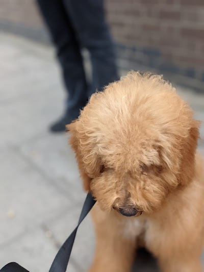 Grooming Van Image