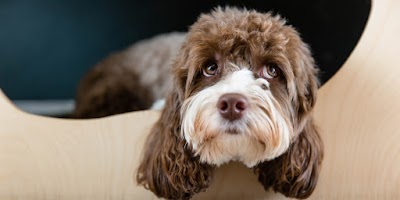 Grooming Van Image