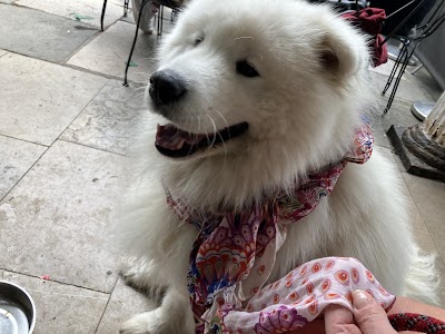 Grooming Van Image