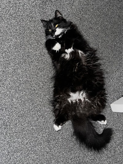 Grooming Van Image