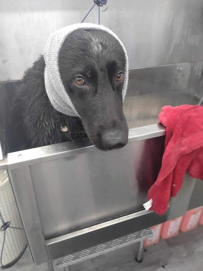 Grooming Van Image