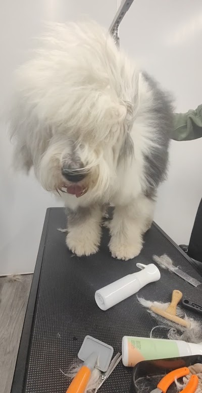 Grooming Van Image